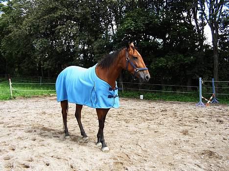 Anden særlig race Suki *Solgt* billede 2