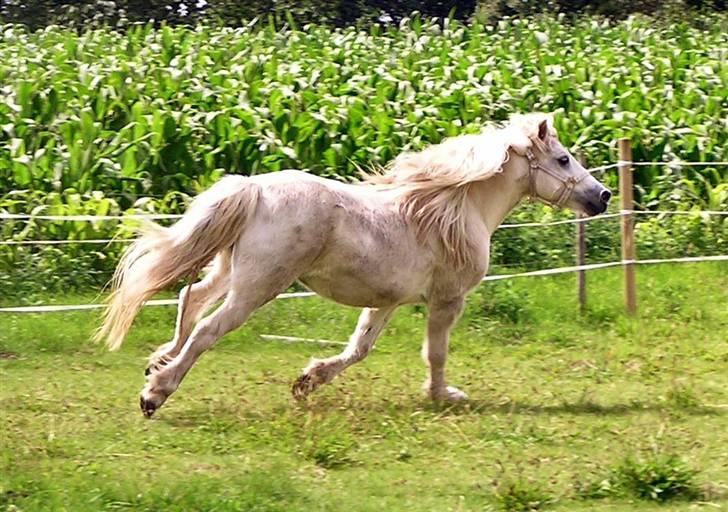 Anden særlig race <3 Laura <3 † R.I.P †  - © Annøh billede 8