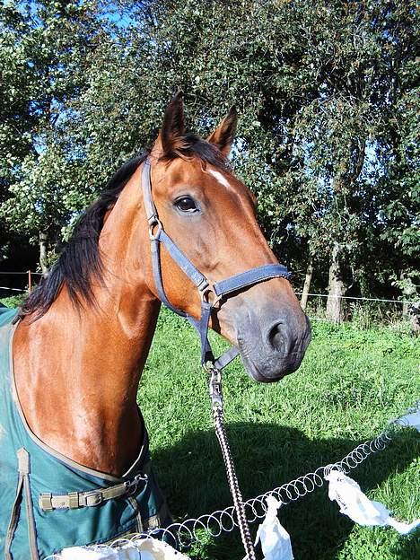 Anden særlig race Suki *Solgt* billede 3