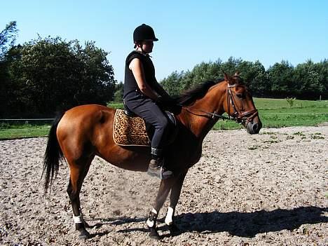 Anden særlig race Suki *Solgt* billede 4