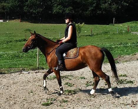 Anden særlig race Suki *Solgt* billede 5