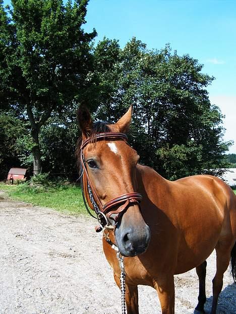 Anden særlig race Suki *Solgt* billede 6