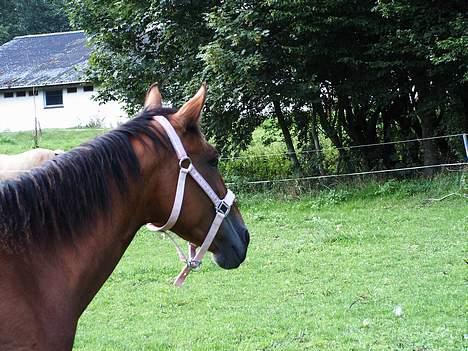 Anden særlig race Suki *Solgt* billede 7