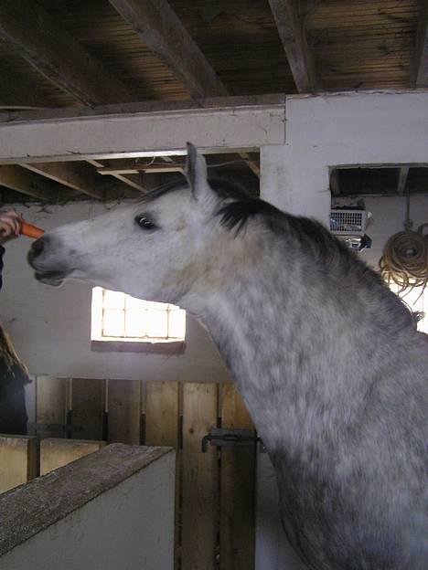 Anden særlig race Coco - Uden grime (: billede 16