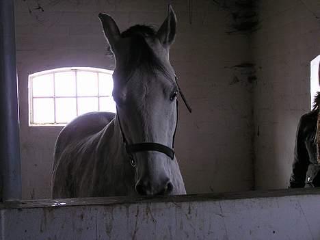 Anden særlig race Coco - Det skal lige siges hun ikke var krybbebider :) Hun var bare overfjollet :) billede 17
