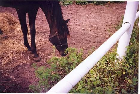 Traver Nickodemus Spirit - Ikke det bedste billed men han er svær at tage billeder af da han bider billede 6