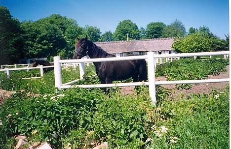 Traver Nickodemus Spirit - Fuld kropsbilled som ½-7½ mdr alder vides ikke af passer som tog billedet billede 7