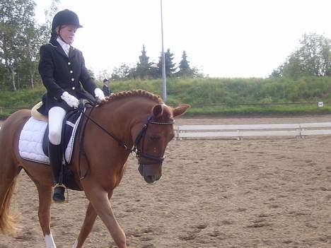 New Forest Odbjergs Emil  { SOLGT } billede 6