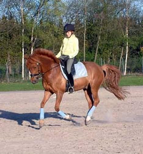 New Forest Odbjergs Emil  { SOLGT } - Taget af Lene q;  billede 9