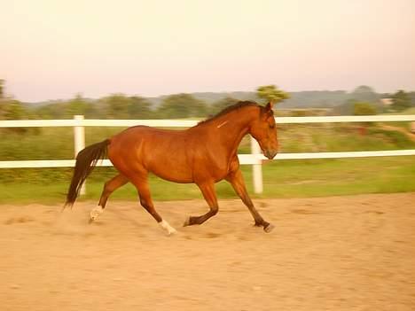 Traver La Cour *R.I.P* - Her er vi lige ude og løbe lidt på folden. billede 11