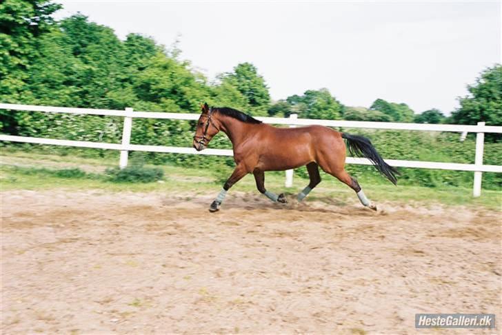 Traver La Cour *R.I.P* - Smuk er han da ;) billede 12