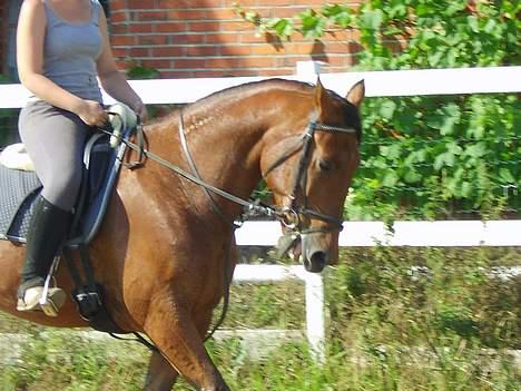 Traver La Cour *R.I.P* - 2 gang han bliver redet af min veninde, pga. hans personlighed er han meget sart når der kommer en anden rytter på ham :) billede 14