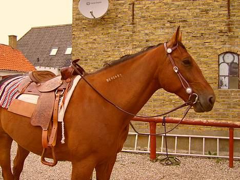 Traver La Cour *R.I.P* - Her er han så fin. billede 19