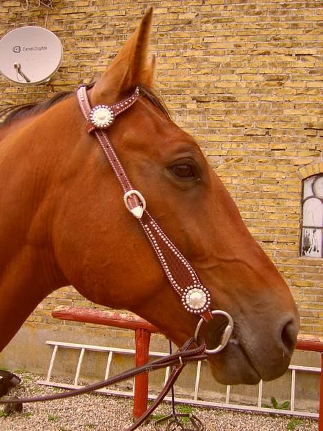 Traver La Cour *R.I.P* - Fin hest. billede 20