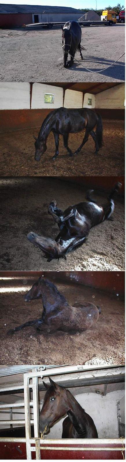 Anden særlig race Miss Shakur - 2006 billede 2