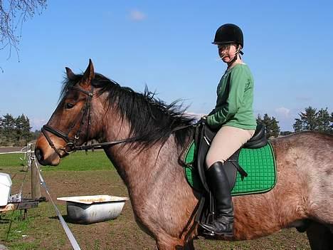 Irish Draught Carino/Rino/Rinsen - Med Mette på ryggen.. Min datter på 13 år... :O) billede 14