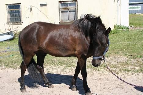 Islænder Fjölvi fra Baunsgaard - 2. sommeren 2006 billede 2