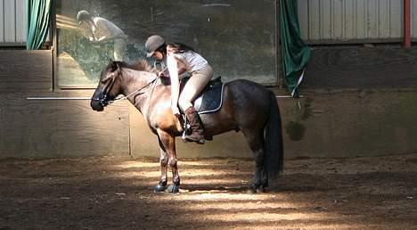 Islænder Fjölvi fra Baunsgaard - 5. sommeren 2006. en af vores første rideture. <3 billede 5