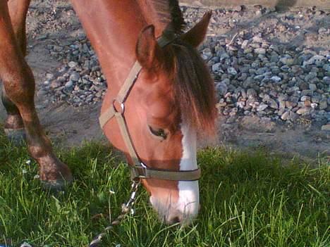 New Forest Firfod Fricazt - jeg spiser lige lidt græs... hmm.... billede 5