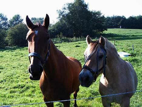 Anden særlig race Suki *Solgt* billede 8