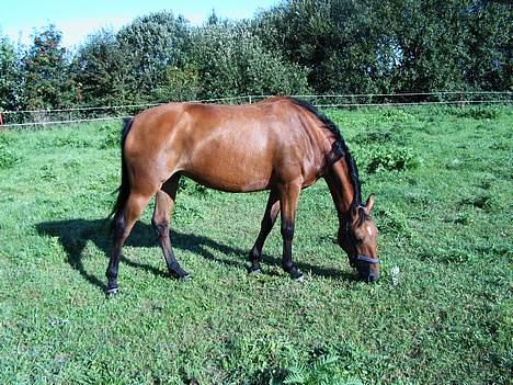 Anden særlig race Suki *Solgt* billede 9