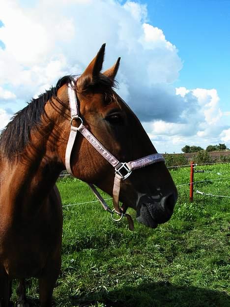 Anden særlig race Suki *Solgt* billede 10