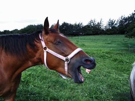 Anden særlig race Suki *Solgt* billede 11