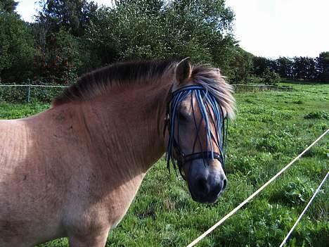 Fjordhest Nullen "Udlånt" billede 10