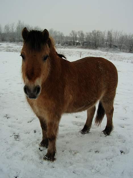 Fjordhest Nullen "Udlånt" billede 11