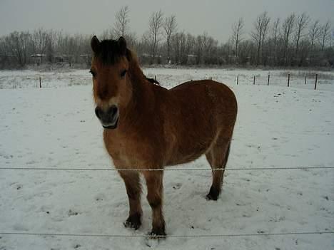 Fjordhest Nullen "Udlånt" billede 12