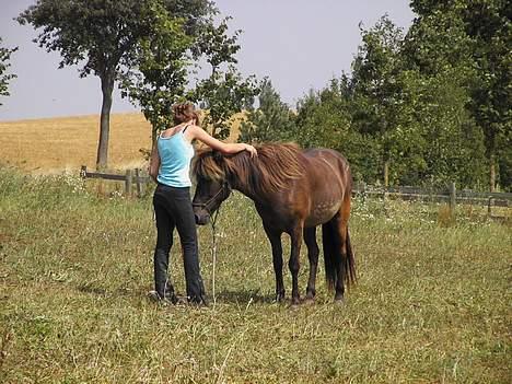 Islænder irpa - Pause i træningen en dejlig sommerdag billede 20
