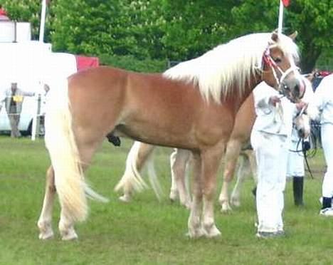 Haflinger Skelgårdens Aslan HINGST - Roskilde Dyrskue 2006, 23 point billede 6