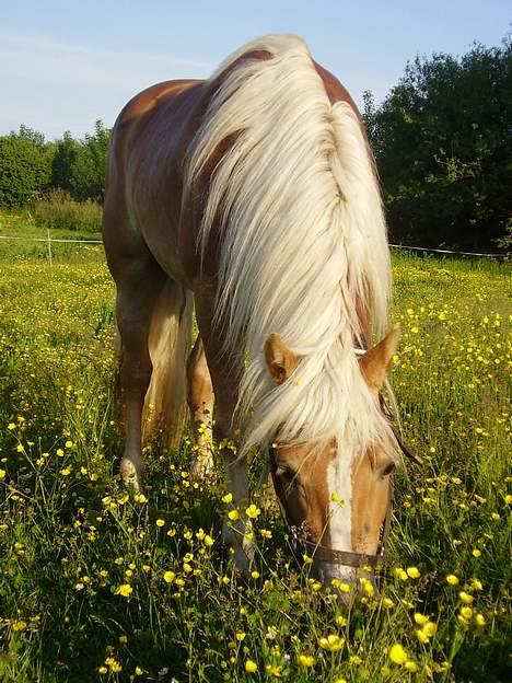 Haflinger Skelgårdens Aslan HINGST - Sommer 2006 billede 7