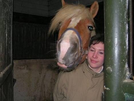 Haflinger Skelgårdens Aslan HINGST - Kælepotten Aslan - Januar 2007 billede 8