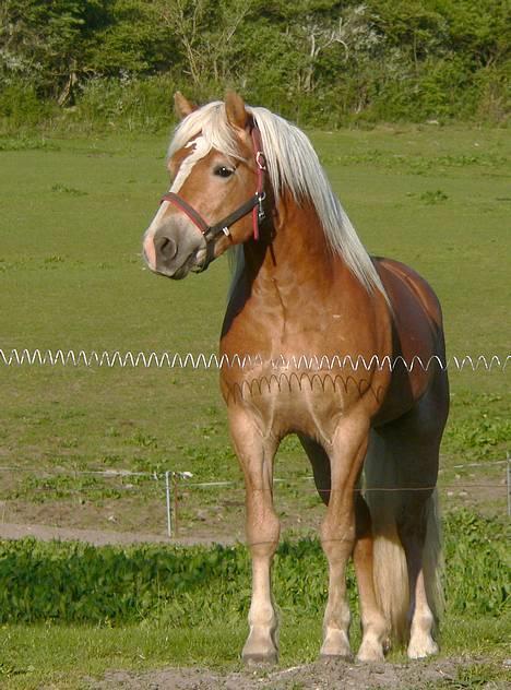 Haflinger Skelgårdens Aslan HINGST - Maj 2006 billede 9