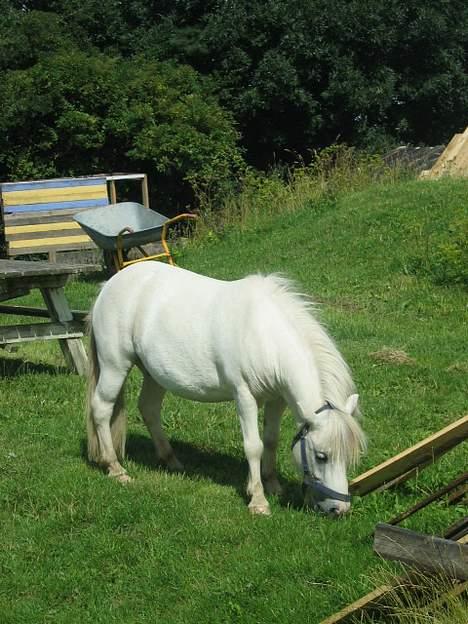 Shetlænder Onslow / passede / - onslow spiser græs billede 7