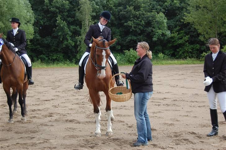 Dansk Varmblod Sylvester Stallone- SOLGT - klubmesterskab VER - nr. 3 billede 18