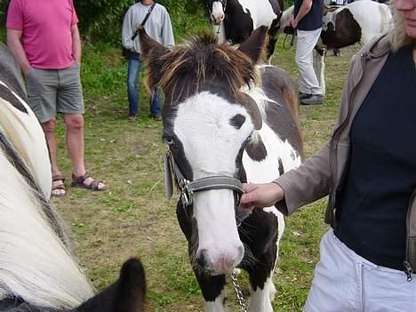 Tinker Brinkehøjens Hercules - Hercules venter spændt på ar komme på banden  billede 2