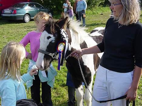 Tinker Brinkehøjens Hercules - Vores lille Hingst vandt igen d. 17/9-06 billede 4