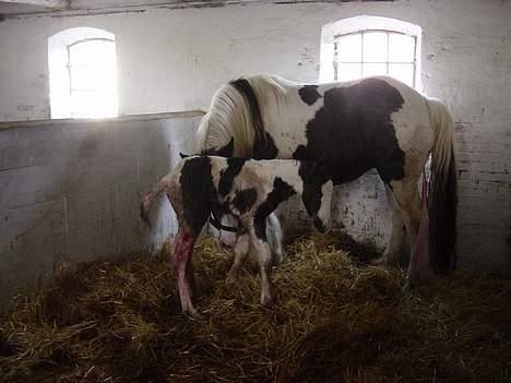 Tinker Brinkehøjens Hercules - Første gang vores lille hingst så dagens lys billede 7