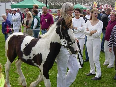Tinker Brinkehøjens Hercules - bedønmmelse billede 11