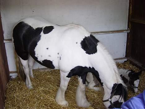 Tinker Julie R.I.P.  - Roskilde dyrskue 2006 billede 2