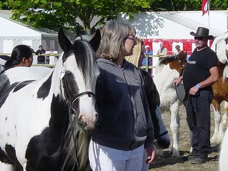 Tinker Julie R.I.P.  - roskilde dyrskue 2006 billede 3