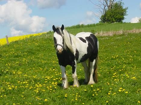 Tinker Julie R.I.P.  - så hygger hun billede 6