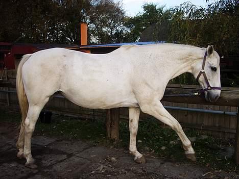 Dansk Varmblod Little Honda billede 1