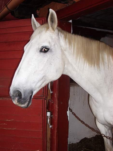 Dansk Varmblod Little Honda billede 2