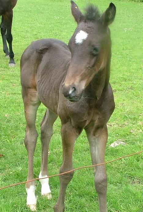 Trakehner MagicWunder - solgt billede 2