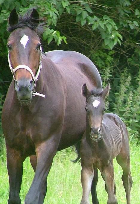 Trakehner MagicWunder - solgt billede 3