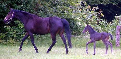 Trakehner MagicWunder - solgt billede 4