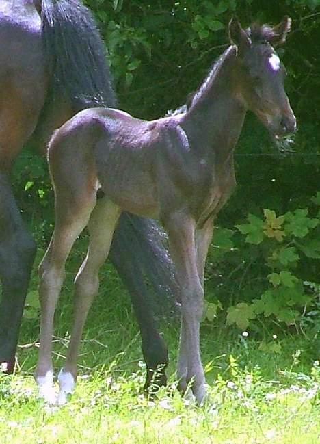 Trakehner MagicWunder - solgt billede 5